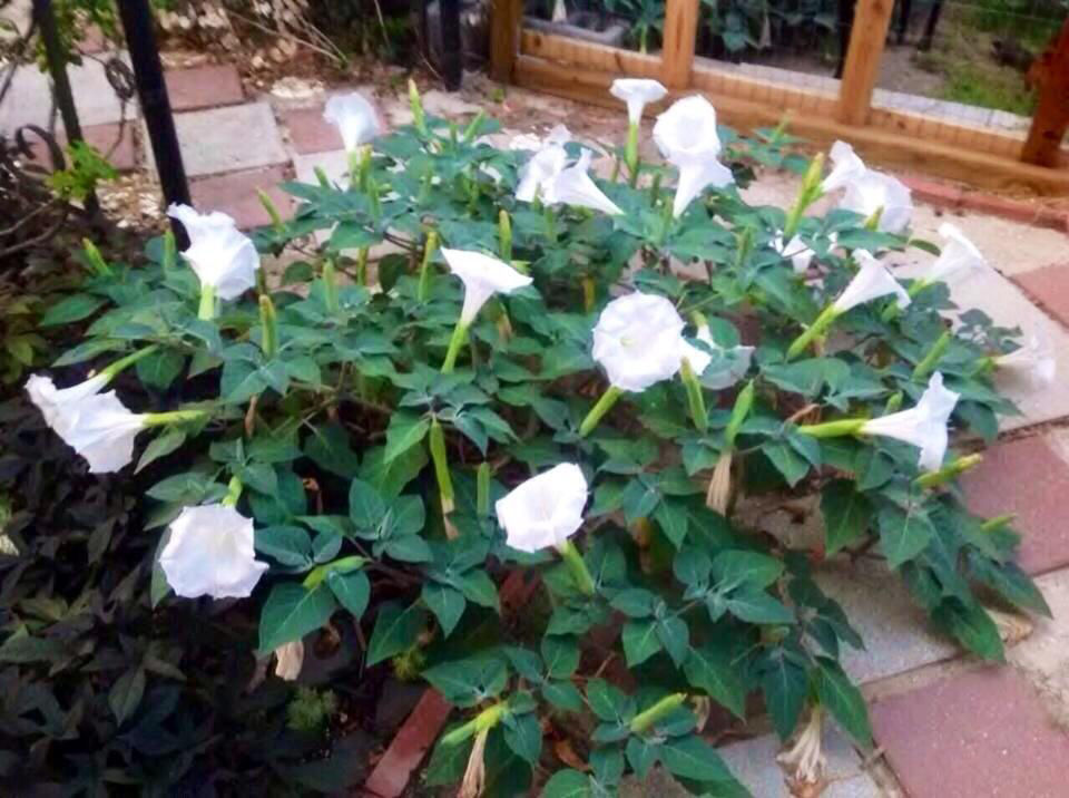 Moonflower